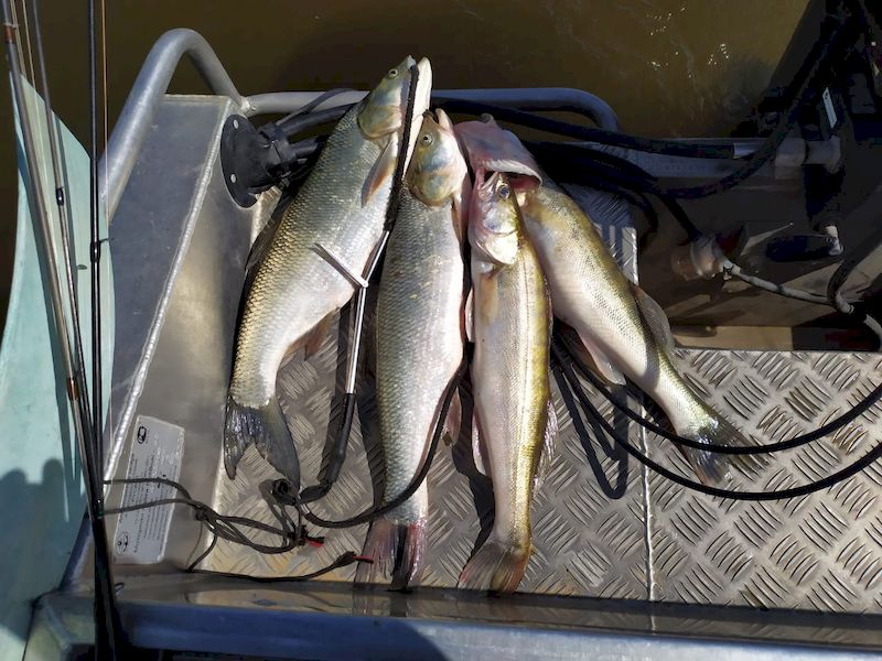 Июнь -  время активного жереха