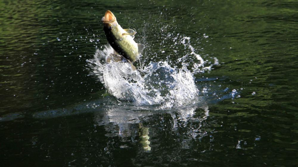Рыбалка на Волге летом