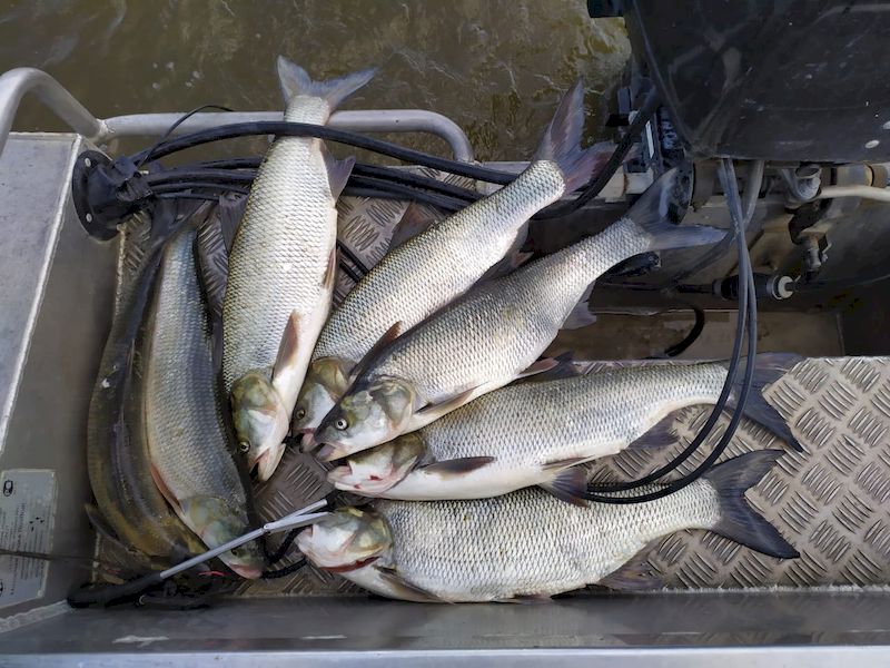 Июнь -  время активного жереха