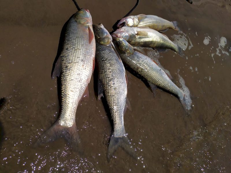 Июнь -  время активного жереха