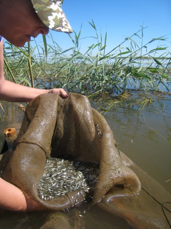 В этом году можно порадоваться тому, что паводок в Астраханской области проходит по благоприятному для естественного воспроизводства рыб сценарию.