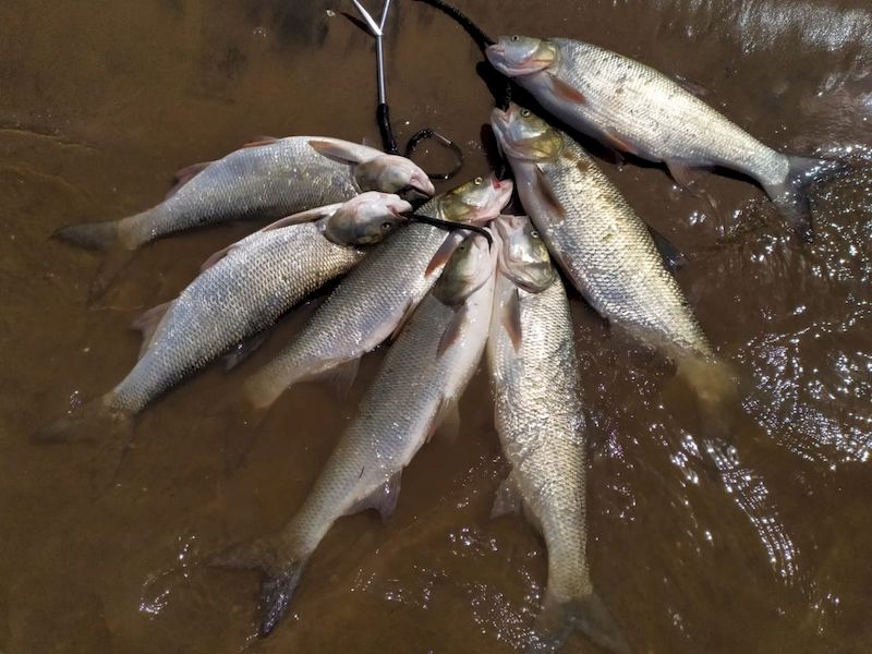 Июнь -  время активного жереха